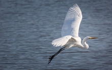 Snowy Egret Flying Over A Lake