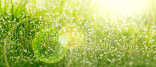 Background Of Dew Drops On Bright Green Grass