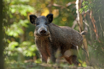 Wall Mural - wild boar, sus scrofa, czech republic