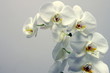 storczyk (orchidea)
