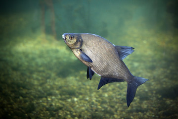 Wall Mural - Bream is a freshwater fish