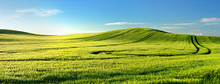 Endless Green Fields, Rolling Hills, Tractor Tracks, Spring Landscape Under Blue Sky