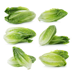 Wall Mural - Cos Lettuce on White Background