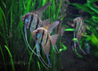 Three striped male angelfish standing in water on a background of green grass in an artificial environment. Selective focus.