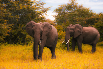 Tw  big elephants walks and grazes in the South African bushes.