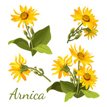 Arnica Floral Composition. Set Of Flowers With Leaves, Buds And Branches.