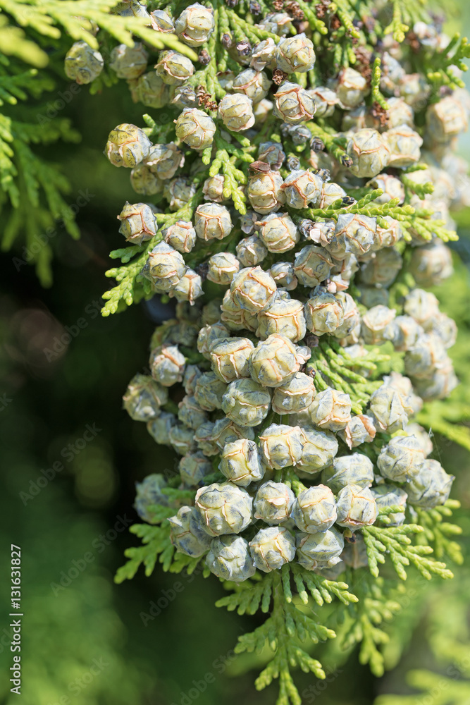 Stock-Foto Lebensbaum, Thuja, Blten, Samen | Adobe Stock