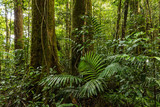 Fototapeta Perspektywa 3d - Rainforest