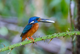 Fototapeta Zwierzęta - Blue-eared kingfisher(Alcedo meninting) on branch in nature.