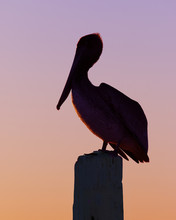 Silhouette Of A Brown Pelican At Sunset - Florida