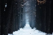 Mystical Oak Alley Winter