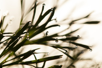 Wall Mural - Dew drops on blades of grass