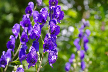 Wall Mural - Blauer Eisenhut oder Aconitum napellus - Common Monkshood or Aconitum napellus