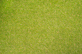 Fototapeta Sawanna - Green grass seamless texture