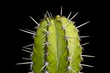 © squeebcreative - Close up of Cactus on Black Background