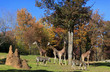 Giraffes and Zebras at the Asheboro Zoo in North Carolina