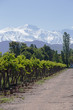 Andes & Vineyard, Lujan de Cuyo, Mendoza