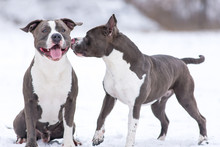 Staffordshire Terrier On A Walk In The Winter.