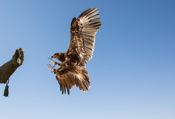 greater spotted eagle (clanga clanga) mid-flight during a desert falconry show in dubai, uae.