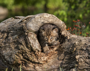 Wall Mural - Bobcat Kitten in Log