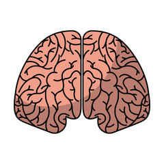 human brain organ isolated icon vector illustration design