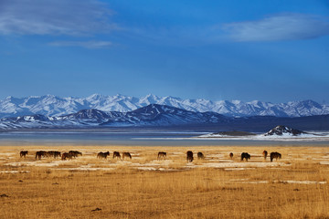 Wall Mural - Horses near Khan-Tengry mountan