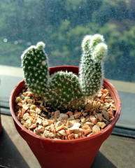 2 hands up cactus