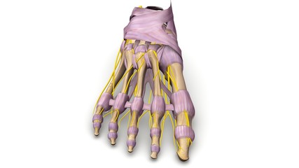 Wall Mural - Foot bones with Ligaments and nerves anterior view