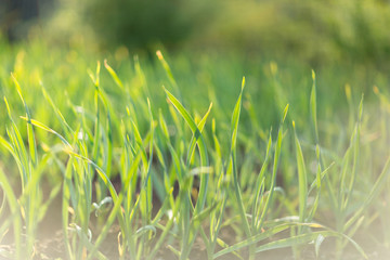 Background grass