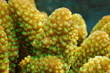 Macro of finger coral, Acropora humilis, with open polyps, Pacific ocean, French Polynesia
