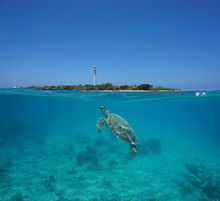 A Green Sea Turtle Underwater With Amedee Island And Lighthouse Over The Water Split By Waterline, New Caledonia, Noumea, South Pacific Ocean
