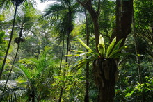 Subtropical Vegetation In A Forest Of New Caledonia, Grande Terre Island, South Pacific

