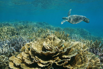 Wall Mural - Pacific ocean underwater shallow reef with a green sea turtle, leaf and staghorn corals , New Caledonia
