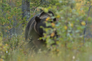 Wall Mural - eye to eye with brown bear. brown bear peek from behind a bush.