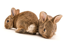 Isolated Image Of Two Brown Baby Rabbits