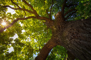 look up under the old huge tree. sunlight through the oak tree branches.