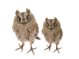 Sticker - Two European scops owl