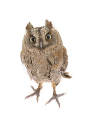 Canvas Print - European scops owl