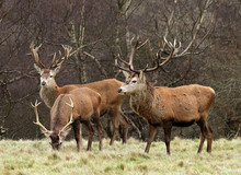 Red Stag Deer  In An English Park