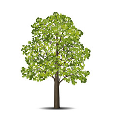Wall Mural - detached linden tree with leaves and flowers