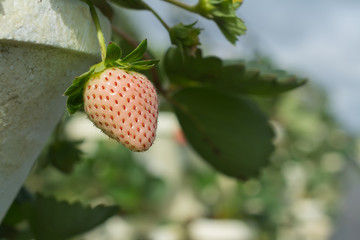 La fresa está colgada y tomando sol.