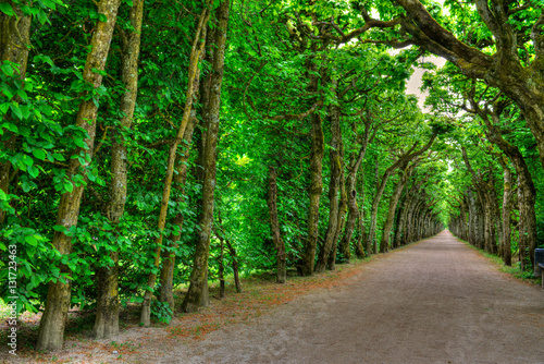 Nowoczesny obraz na płótnie Laubengang Allee Eremitage Bayreuth