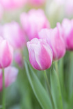 Fototapeta Tulipany - tulips in the flower garden
