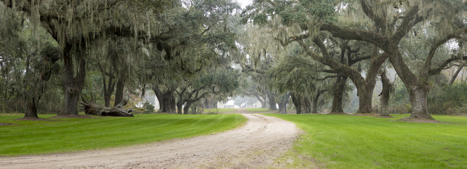 southern plantation in the fog