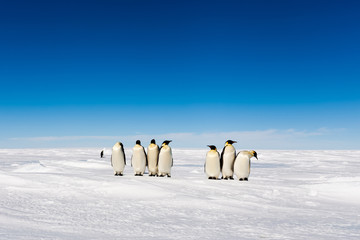 Wall Mural - Group of cute Emperor penguins on ice