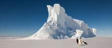 Emperor Penguins In Front Of Massive Iceberg