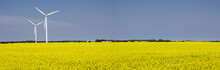 Panoramic Image Of Two White Windmills Standing In A Field Of Bright Yellow Canola Waving Slightly In The Wind With A Clear Blue Sky Above On A Beautiful Summer Afternoon.
