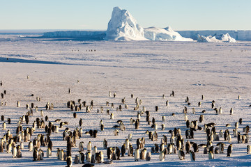 Wall Mural - Emperor penguin colony in Antarctica