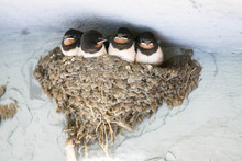 Birds And Animals In Wildlife. Newborn Barn Swallow Patiently 