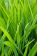 Green grass soft focus vertical